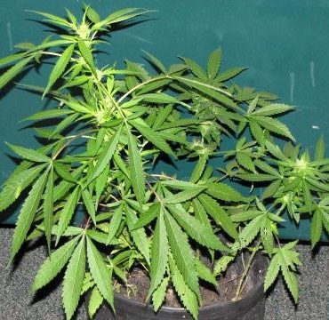 Marijuana-plant